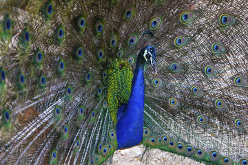 Obraz premium Peacock