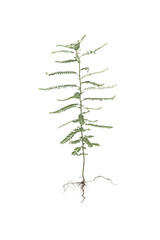 Stonebreaker or phyllanthus isolate on white.