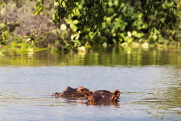 Hippo from Lake Baringo. Kenya, Africa