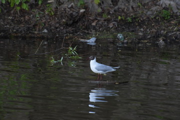 Seagull sitting on a log in the water