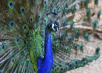 Peacock