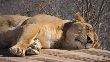 Lion Sleeping 2
