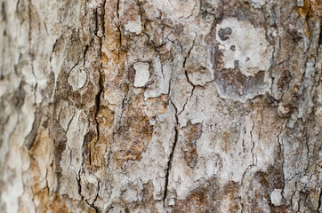 bark ot the tree, background, blur border