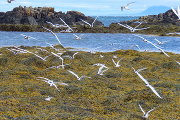 Flock of arctic sterns, Vatnsnes peninsula, Iceland © The World Traveller