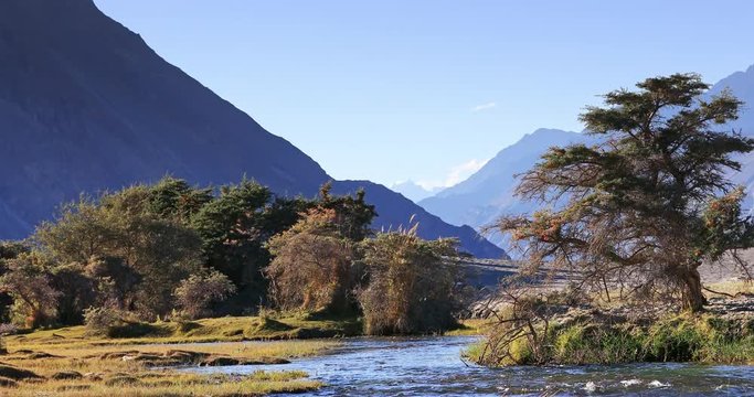 Nature landscape of Nubra Valley in Ladakh, India. Beautiful river, trees and bush on desert oasis with majestic Himalaya mountains on background
