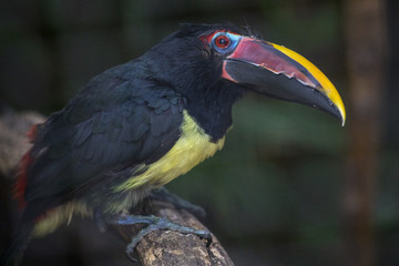Green Aracari
