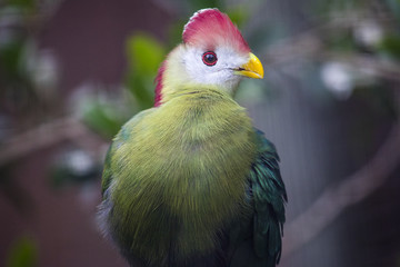 Red Crested Turaco