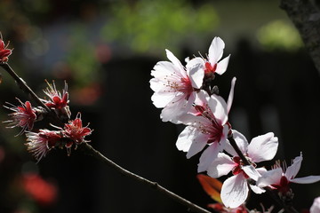 branch