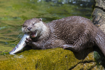 Otter