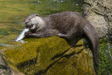 Otter