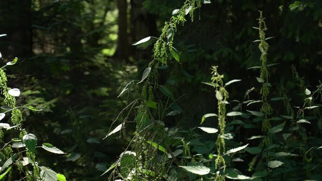 Mitten im Wald waechst die Brennnessel