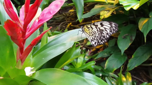 Schmetterling im Schmetterlinghaus