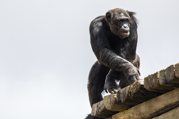 Fototapeta premium Chimpanzee