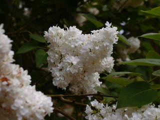 Macro de fleurs