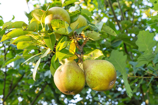 Pear on the tree in the orchard