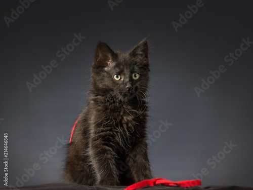 Gatto Nero Nastro Rosso Stock Photo And Royalty Free Images On