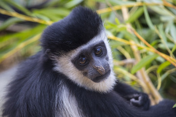 Mantled Guereza