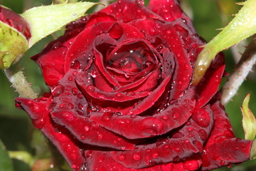 water drops on a red rose