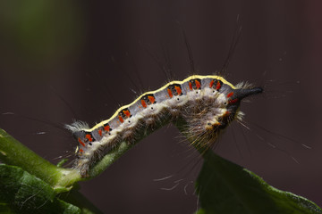 grey dagger moth caterpillar, Acronicta psi, eating on a weeping willow leaf during a sunny afternoon in july.