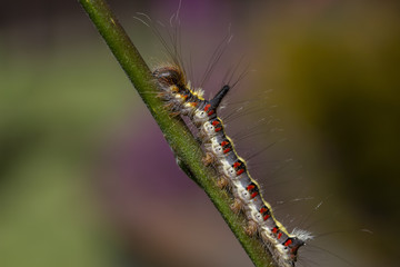 grey dagger moth caterpillar, Acronicta psi, eating on a weeping willow leaf during a sunny afternoon in july.
