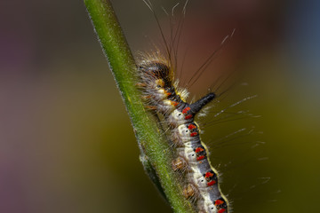 grey dagger moth caterpillar, Acronicta psi, eating on a weeping willow leaf during a sunny afternoon in july.