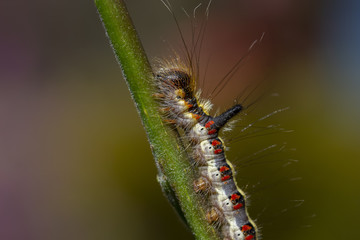 grey dagger moth caterpillar, Acronicta psi, eating on a weeping willow leaf during a sunny...