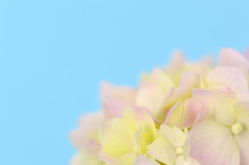 Fototapeta premium Abstract Flower Background