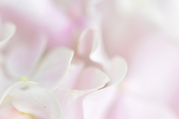 Fototapeta na wymiar Abstract Flower Background
