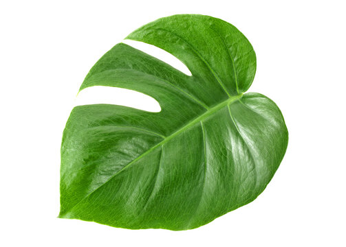 Leaf of Monstera plant on white background