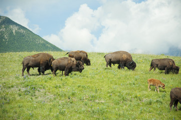 Fototapeta na wymiar Bison Paddock, Waterton National Park, Alberta