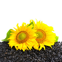 Obraz premium Two sunflower and sunflower seeds on a white background with empty space for text