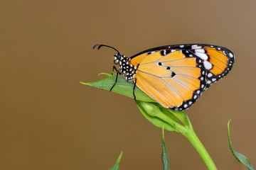 Closeup  beautiful butterfly  & flower in the garden.