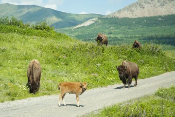 Fototapete Bison Bison Paddock, Waterton National Park, Alberta