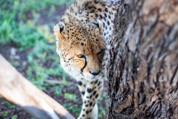 A cheetah sniffing a tree