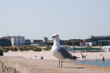 Seagull with yellow beak and gray wings on stone wall with beach and ocean in background