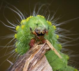 Saturnia Pavonia Caterpillar Portrait