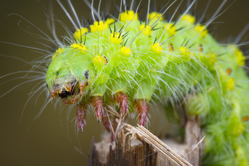 Saturnia Pavonia Caterpillar Portrait