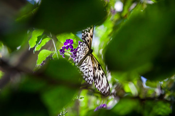 A black and orange butterfly sitting in a tree
