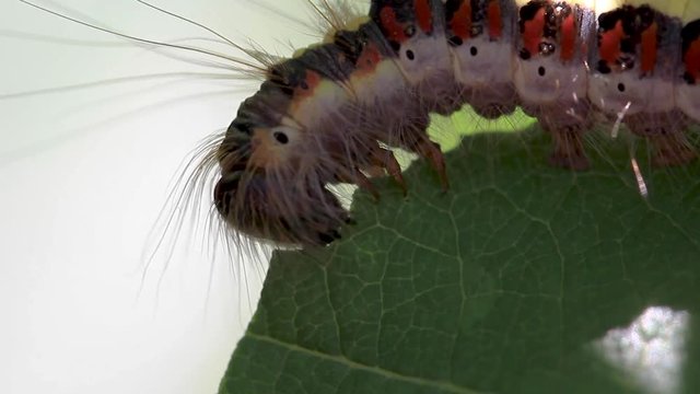 grey dagger moth caterpillar, Acronicta psi, eating on a weeping willow leaf during a sunny afternoon in july.