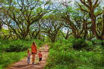 Naklejka premium Family under green canopy in ancient forest. Woodland walk past giant trees with huge trunks, branches at Jawatan Benculuk Banyuwangi. Traveling with kids on summer vacation in Jawa island, Indonesia