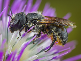 bee on a flower