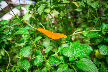 An orange butterfly sitting on a green branch with open wings
