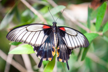 A black, white, and red butterfly sitting on a branch with open wings