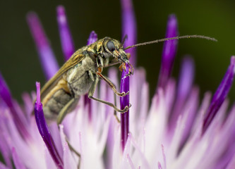 Little beetle