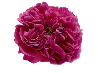 Petals pink tea rose