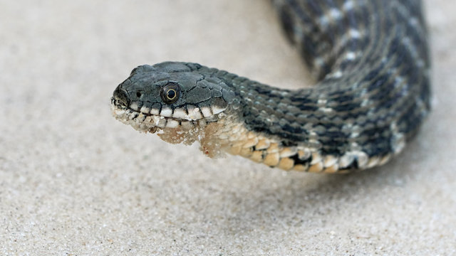 รูปภาพColuber เลือกดูภาพถ่ายสต็อก เวกเตอร์ และวิดีโอ985 Adobe Stock