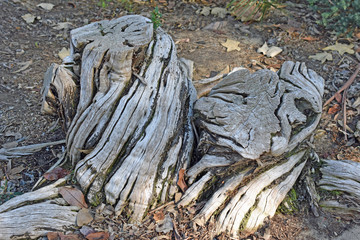 Gnarled Tree Stumps