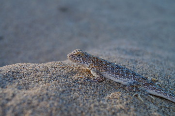 lizard