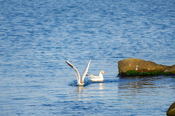 Gulls on the Sea of Marmara in Istanbul