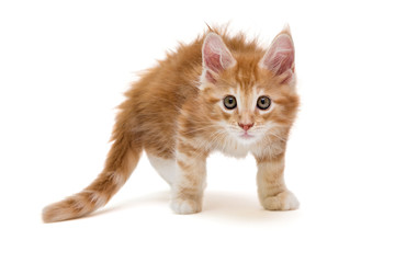 Obraz premium Kociak Maine Coon